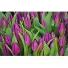 Фиолетовые тюльпаны BARCELONA (Барселона) Группа Триумф