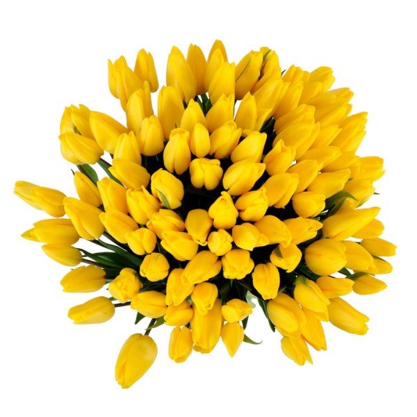 Букет из желтых тюльпанов (51 шт)