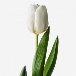 Тюльпаны белые ANTARCTICA (Антарктика) Группа Триумф