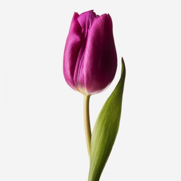 Фиолетовые тюльпаны BARCELONA (Барселона) Группа Триумф