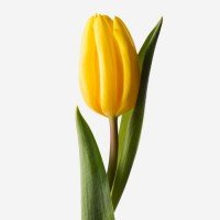 Жёлтые тюльпаны STRONG GOLD (Стронг голд) 